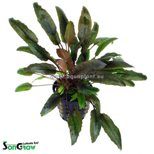 Cryptocoryne indonesii - Weißblühender Wasserkelch im topf